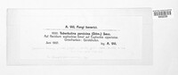 Tuberculina persicina image